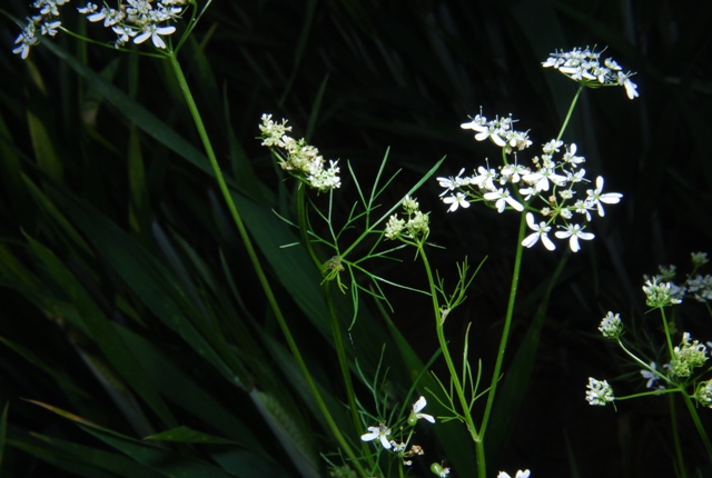 Bifora radians / Bifora raggiata